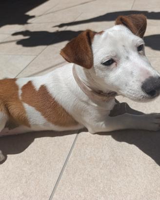 Jack Russell
