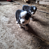 Cagnolini