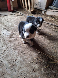 Cagnolini