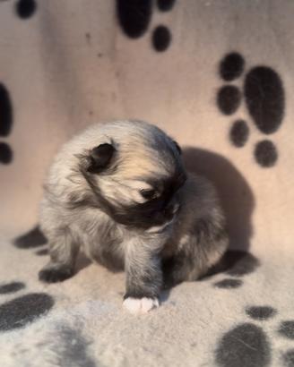 Spitz pomerania tea coupe