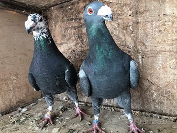 4 coppie colombi di razza anellati Fiac in blocco