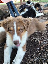 Cuccioli pastore australiano australian shepherd