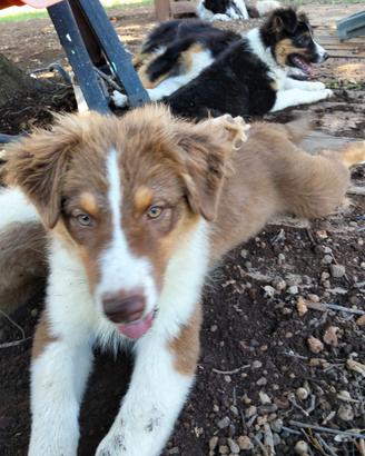 Cuccioli pastore australiano australian shepherd