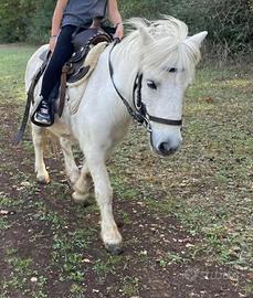 Pony