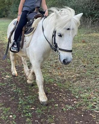 Pony