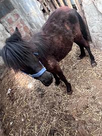 Pony femmina