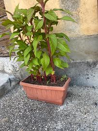 Piantine di Cresta di gallo