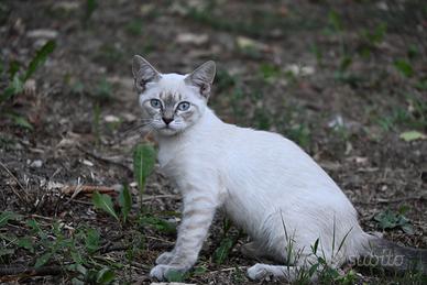 Gatto- cucciolo Blue Point Femminuccia