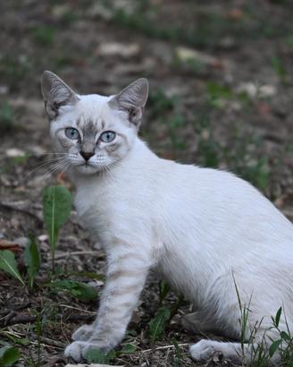 Gatto- cucciolo Blue Point Femminuccia