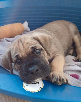 Splendidi cuccioli di Cane Corso