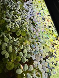 Piante galleggianti acquario