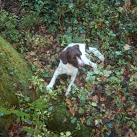 ETTORE - LAGOTTO/POINTER - Tartufo