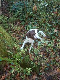 ETTORE - LAGOTTO/POINTER - Tartufo