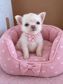 Chihuahua e Mina pelo. Lungo