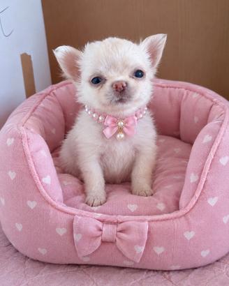 Chihuahua e Mina pelo. Lungo