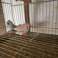 Diamanti mandarini diamantini bengalini