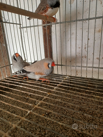 Diamanti mandarini diamantini bengalini