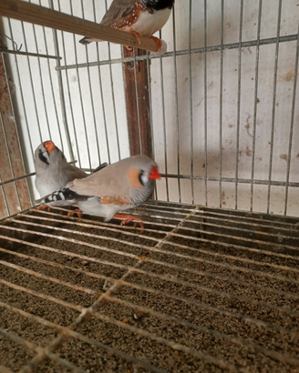 Diamanti mandarini diamantini bengalini