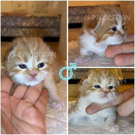 Gattini siberiani disponibili