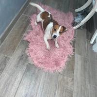 Jack Russel accoppiamento