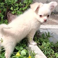 Cuccioli di Simil ,chihuahua