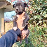 Cucciola American pit bull femmina
