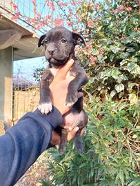 Cucciola American pit bull femmina
