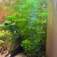 Limnophila Sessiliflora Piante Acquario rapide