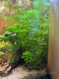 Limnophila Sessiliflora Piante Acquario rapide