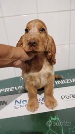 Cocker spaniel inglese pedigree arrancio