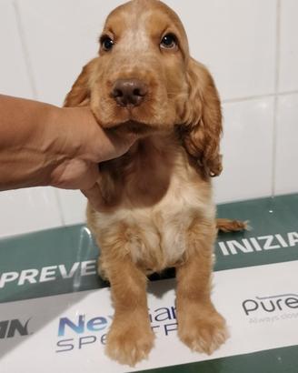 Cocker spaniel inglese pedigree arrancio