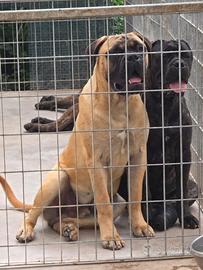 Bullmastiff cuccioloni da allevamento