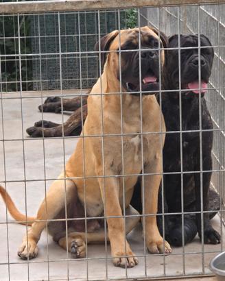 Bullmastiff cuccioloni da allevamento
