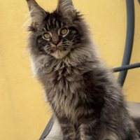 Maine coon maschio
