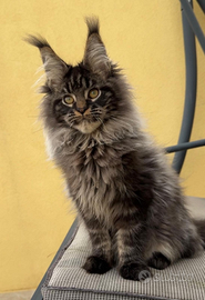 Maine coon maschio