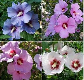 💥 HIBISCUS 
