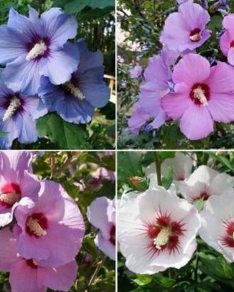 💥 HIBISCUS 