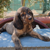 Segugi Maremmani da cinghiale