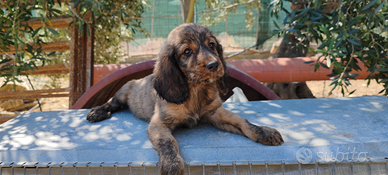 Segugi Maremmani da cinghiale