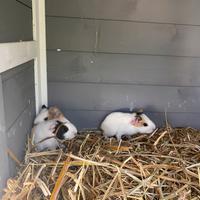 Porcellini d'india/Cavie peruviane