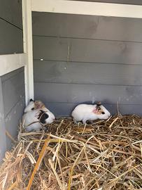 Porcellini d'india/Cavie peruviane