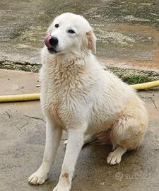 Cucciolona di maremmano in adozione