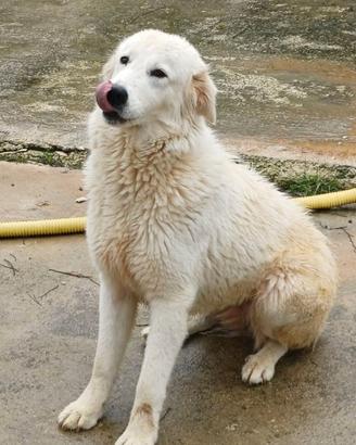 Cucciolona di maremmano in adozione