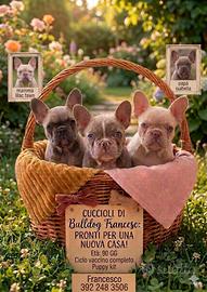 Bulldog francese