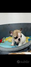 Bull dog francesi