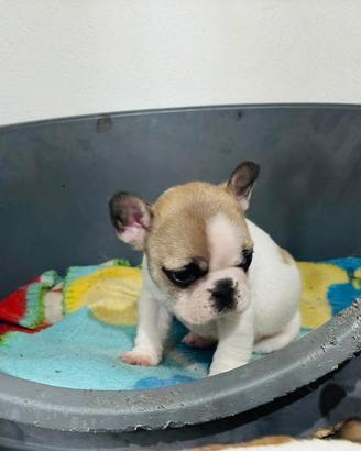 Bull dog francesi