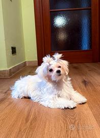 Cucciola Maltese Toy femmina