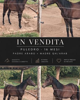 Puledro 16 mesi