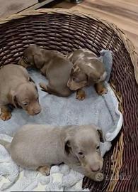 Cuccioli di bassotto nano