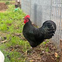 Galline Australorp nere